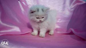 Cash On Delivery White Persian kitten and cat for sale.