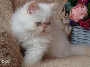 Cute sweet golo molo pure Persian kittens sell
