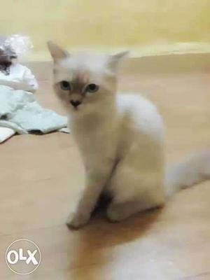 Doll face female cat 7month old.off white