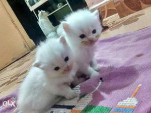 Doll face percian kittens... pure white..