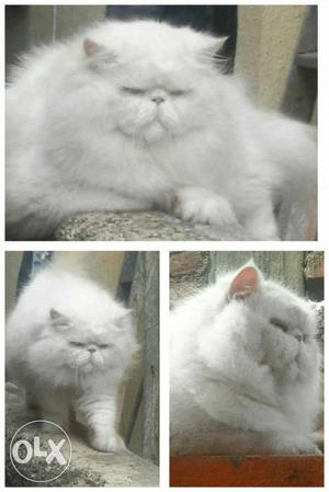 Extreme punch white colour Persian male Avlb for Mating