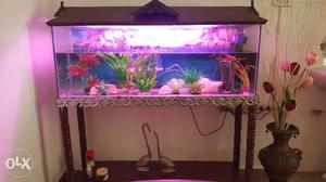 Fish tank aquarium