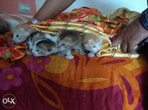 Five Brown-and-orange Tabby Kittens