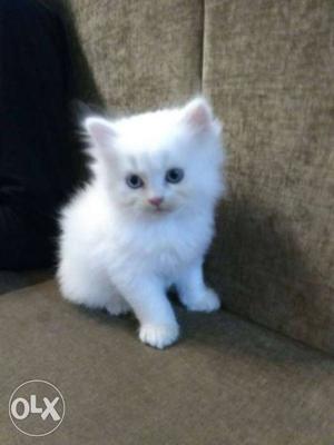 Four White Persian Kittens
