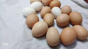 Fresh eggs