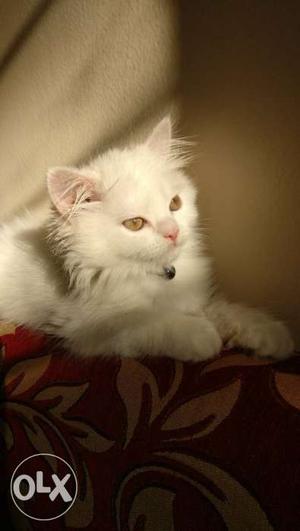 Full White Female Persian 5 mnths for sale...Price