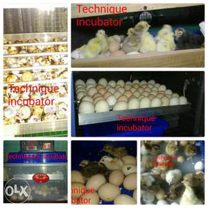 Fully automatic egg incubator machine