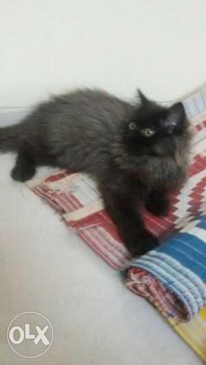 Grey And Black Persian Cat