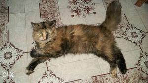 Grey And Brown Persian Female Cat 12months old