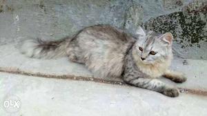 Grey Persian Female Cat 8 months contact ll43
