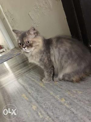 Grey Punch Face Persian Cat 5months old Female