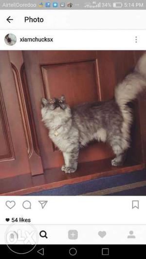 Grey "half" Persian cat, female, 2 year old