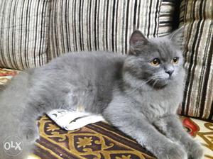 Grey persian male 7 months