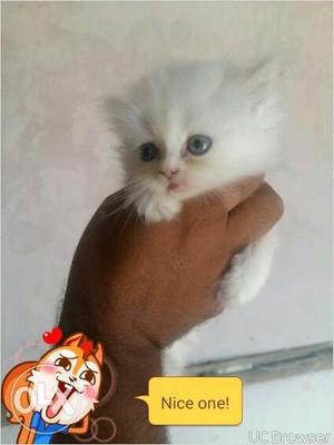 Healthy beautiful pure Persian kitten sell cash