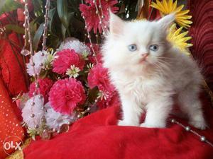 Healthy sweet beautiful Persian kitten all