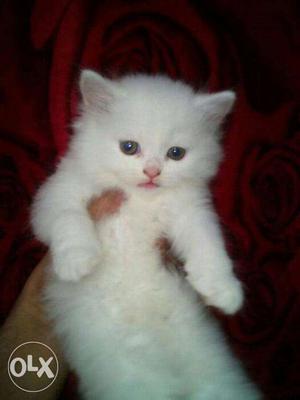 Healthy sweet beautiful Persian kitten all time