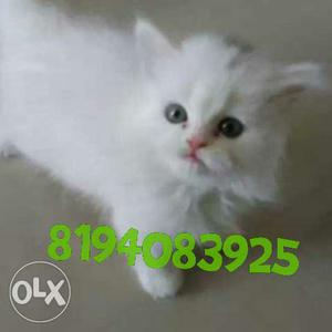 Healthy sweet kitten sell. Cash on delivery