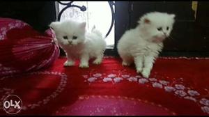 Healthy sweet pure Persian kitten sell.cash on