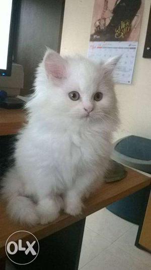 Healthy sweet pure persian kitten sell in all lucknow..cash
