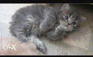 High quality persian Kitten Grey color.