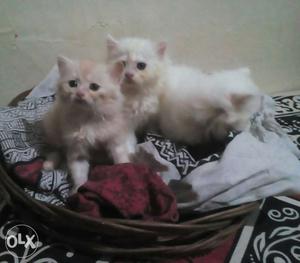 Home raised d persian kittens White and golden