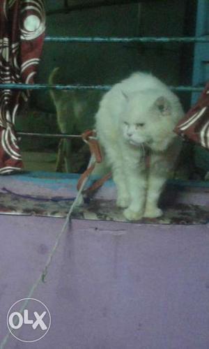 I sell my pure pursian cat male...msg me