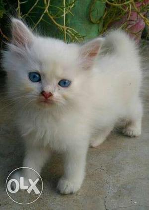 I want sell my long coat pure white Persion CAT intersted