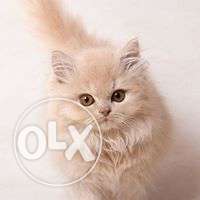 IChip price good quality Persian cat kitten For sale in pune