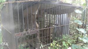 Kennel for sale as it is condition.