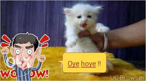 Kitten sell cash on delivery beautiful healthy