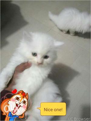 Kitten sell..long fur quilty pure Persian healthy