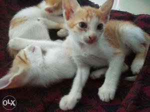 Kittens for sale Male No.2
