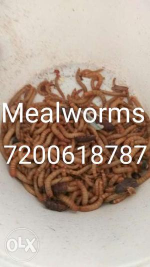 Live Mealworms and Superworms