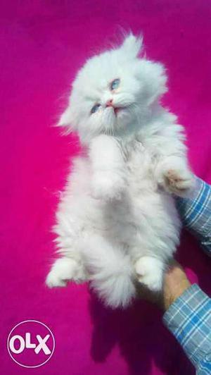 Long fur quilty 100% pure persian kitten healthy
