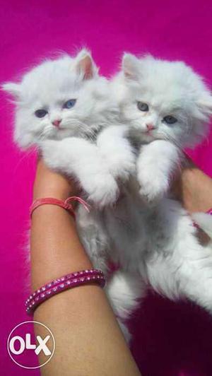 Long fur white persian kitten & cat cash on delivery for