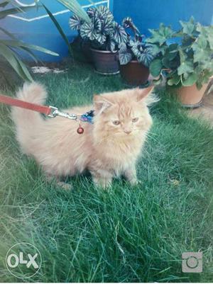 Male Persian Cat for sale, 1year old.