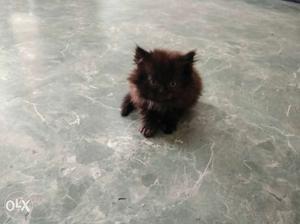 Medium-fur Black Kitten