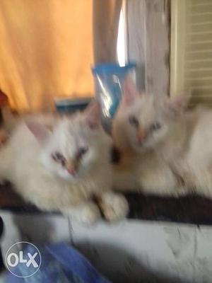One pair of Persian cat male and female pure