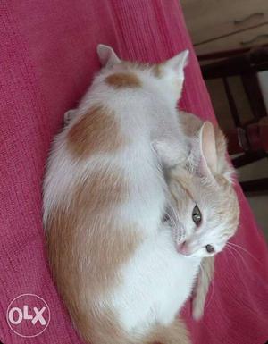 Orange Tabby Cat With Kitten