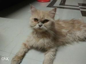Orange Tabby Persian Cat