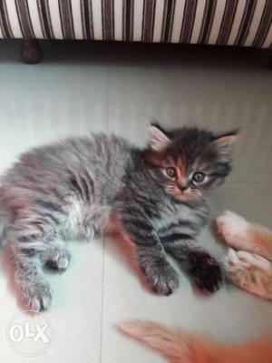 Percian kitten female blue eyes imported playfull
