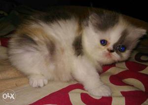Perisan cats for sale