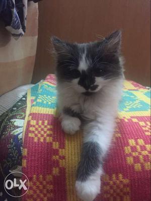 Persian 3 months old female kitten needs to join a family