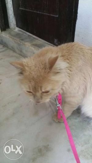 Persian Cat for sell healthy male