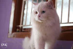 Persian cat