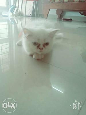 Persian cat 6 mnth