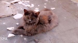 Persian cat Healthy female