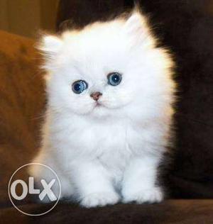 Persian kitte beautiful kittens. cash on delivery. free
