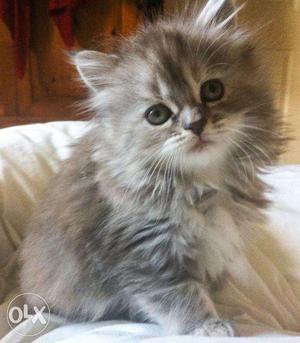 Persian kitten available