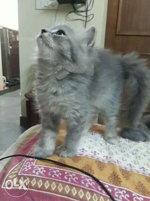 Persian kittens grey colour